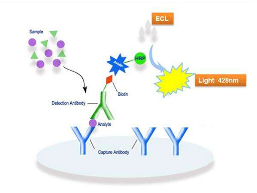 1620802421104580.jpg 化學(xué)發(fā)光系列.jpg